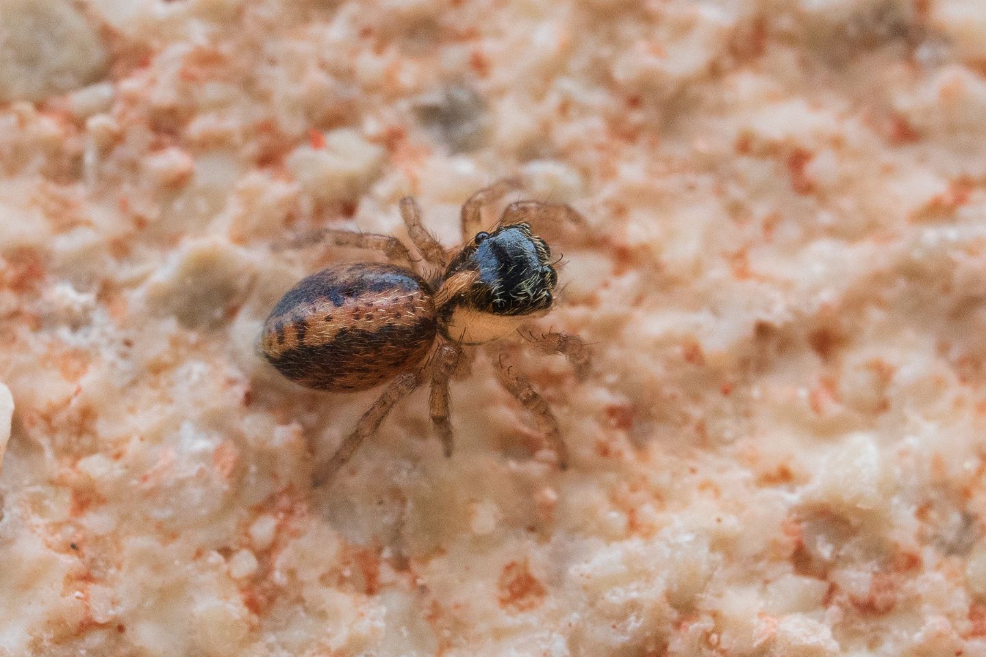 Saitis barbipes e Salticus sp., giovani - Portovenere (SP)